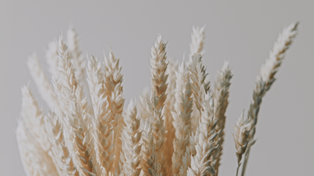 Reeds and Ribbons
